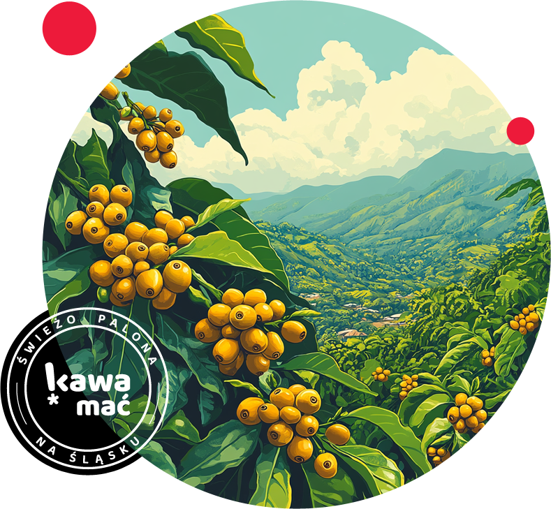 Brazylia Yellow Bourbon